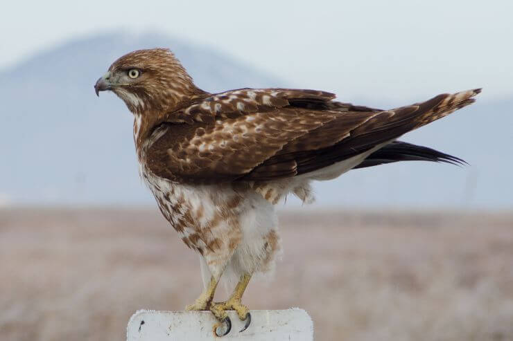 Rough-Legged Hawk