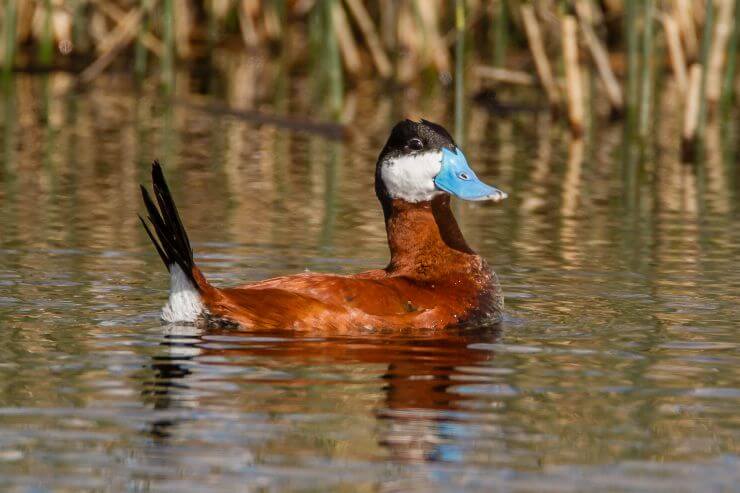 Ruddy Duck