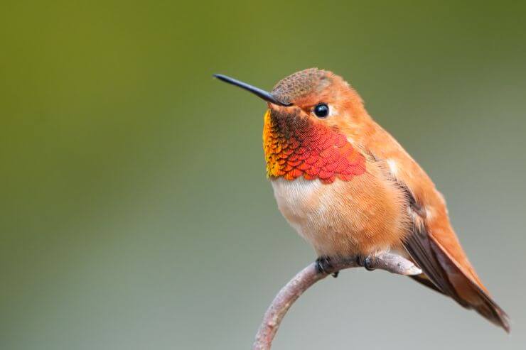 Rufous Hummingbird