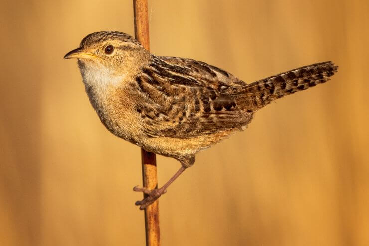 Sedge Wren
