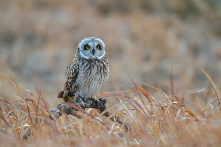 Short-eared Owl