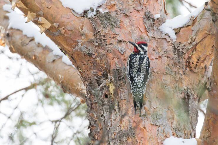 Yellow-Bellied Sapsucker