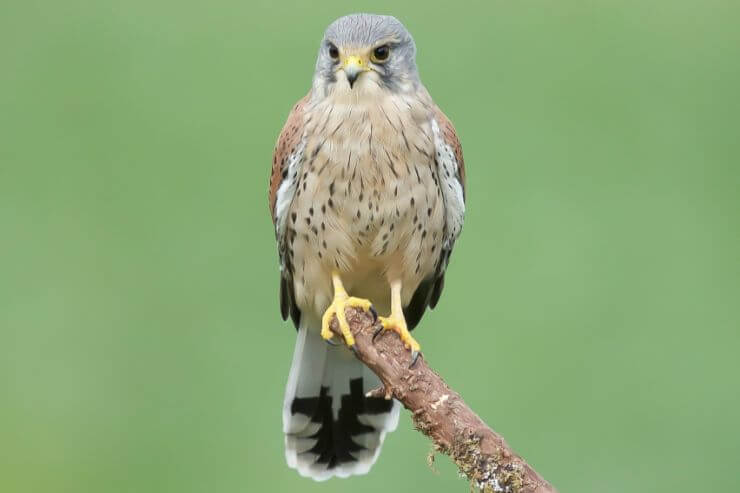 Falcons in Maine (With Pictures)