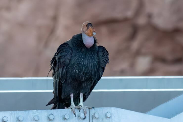 California Condor