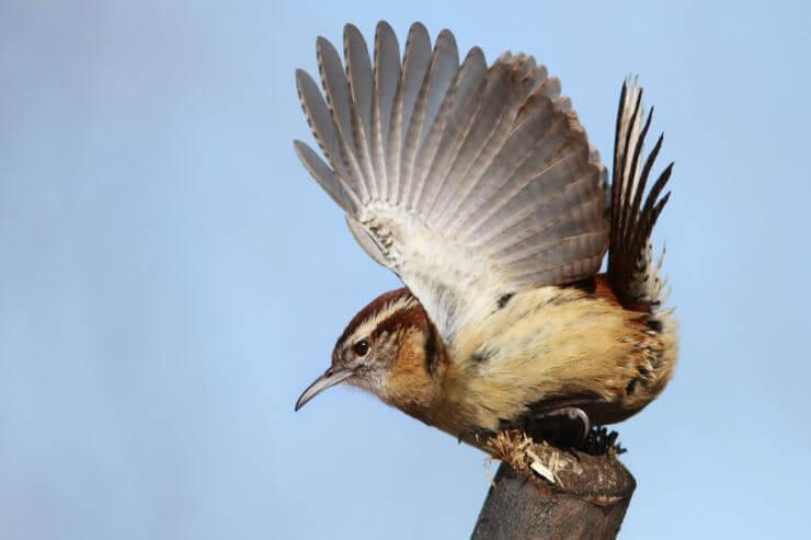 Carolina Wren