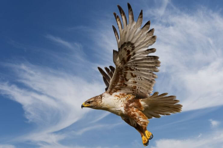 9 Hawks in Washington (With Pictures)