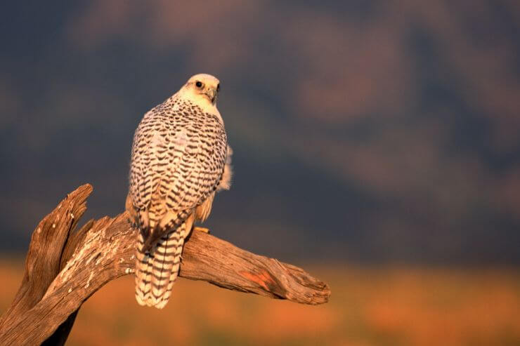 Gyrfalcon