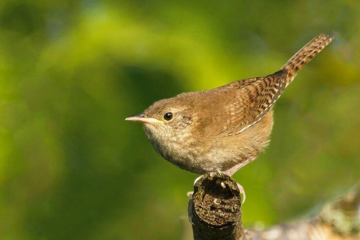 House Wren