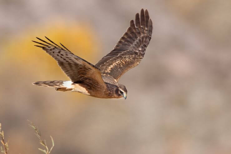 Northern Harrier