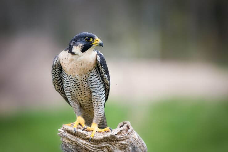 Peregrine Falcon
