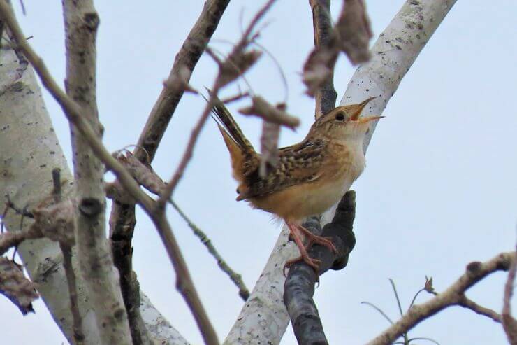 Sedge Wren
