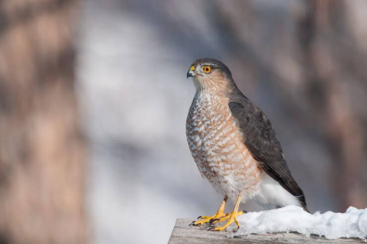 Sharp-Shinned Hawk