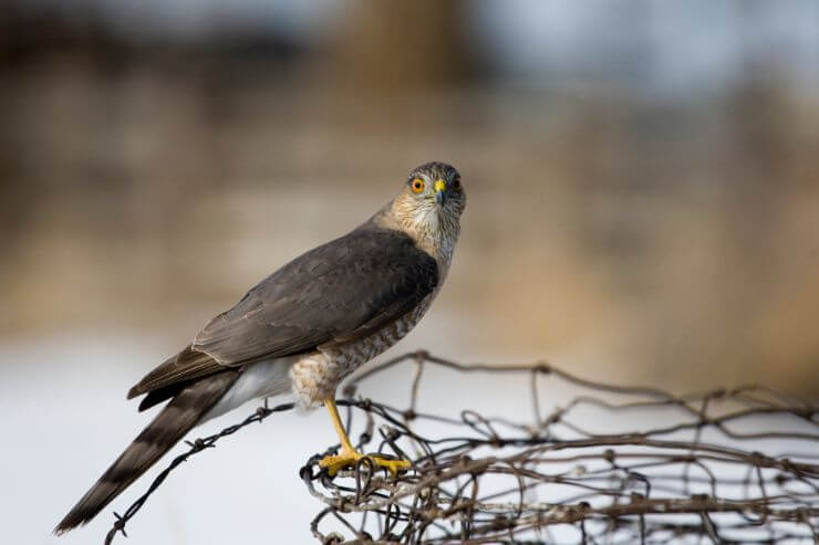 Sharp-Shinned Hawk