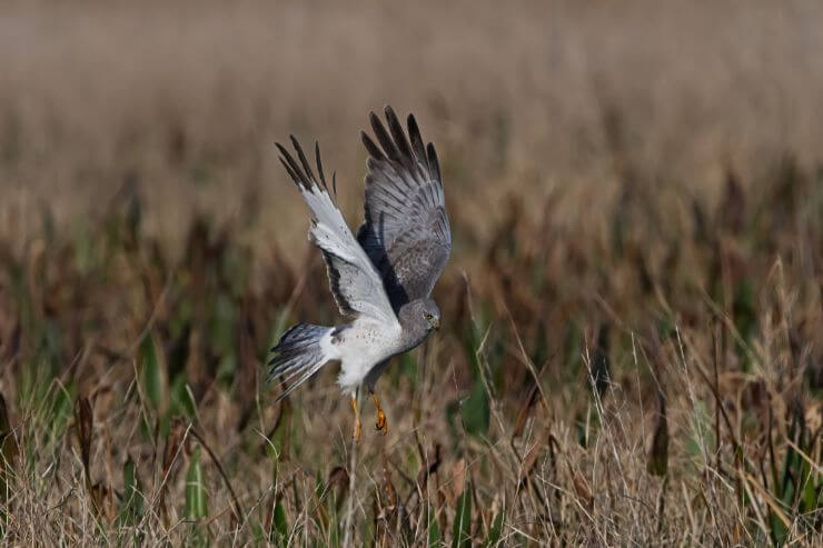 Northern Harrier