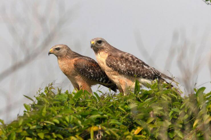 Red-Shouldered Hawk