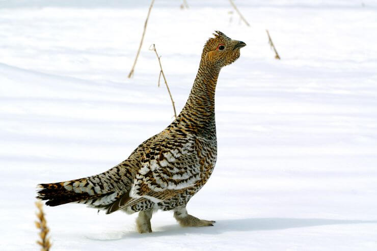 Black-billed Capercaillie
