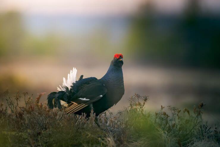 Black Grouse