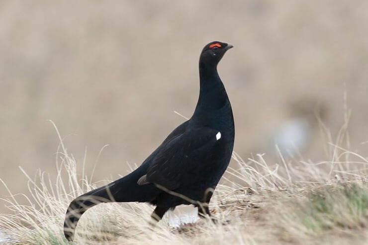 Caucasian Grouse