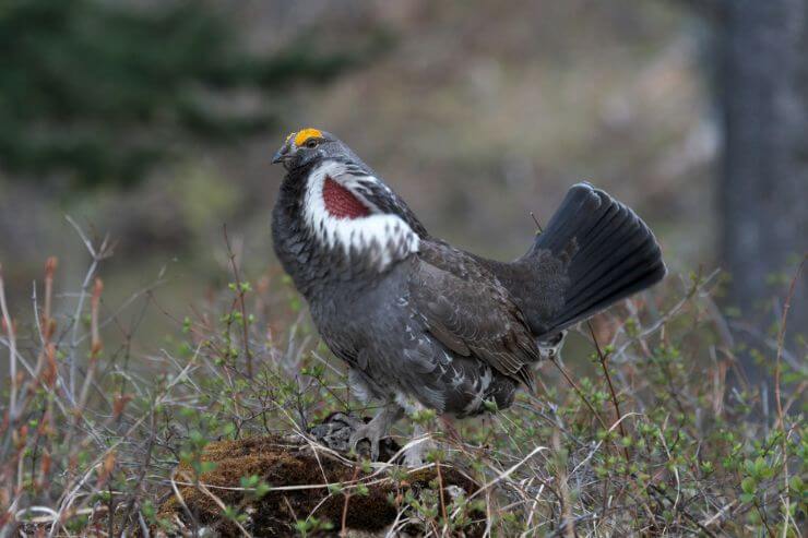 Dusky Grouse