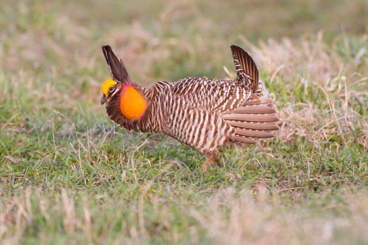 Greater Prairie-Chicken