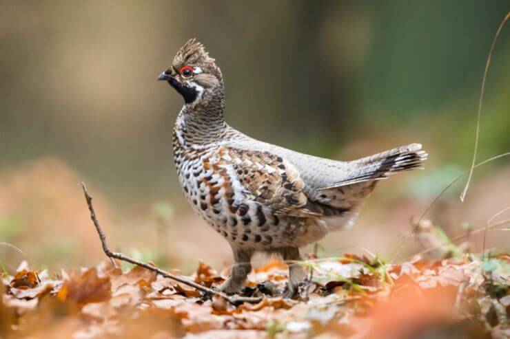 Hazel Grouse