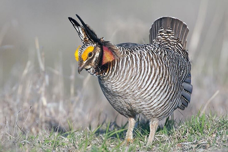 Lesser Prairie-Chicken