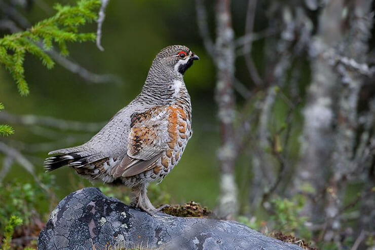Severtzov’s Grouse
