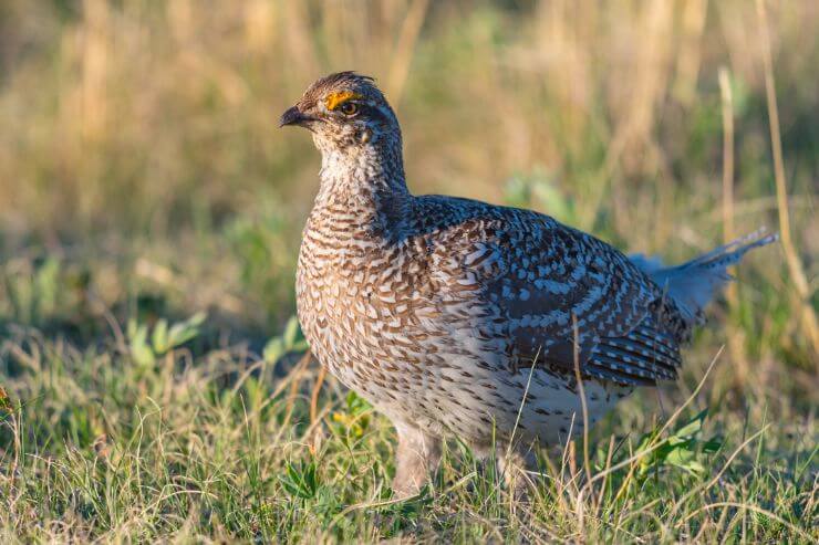 Sharp-tailed Grouse