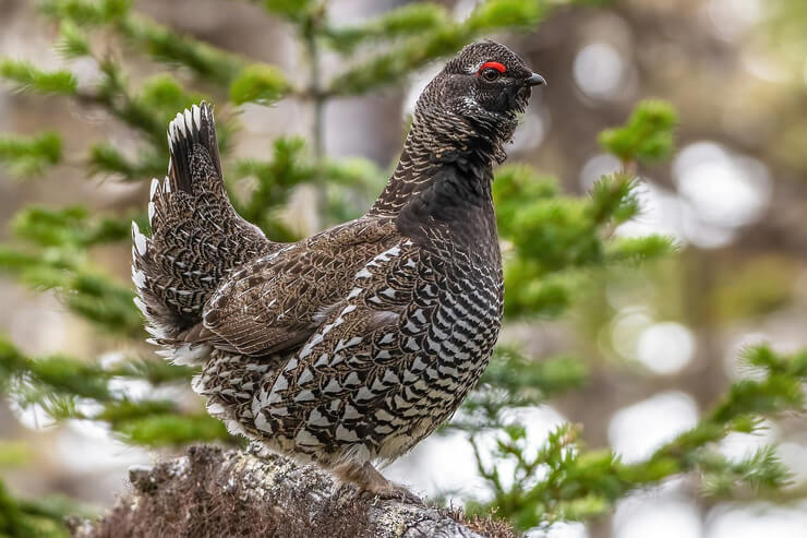 Siberian Grouse