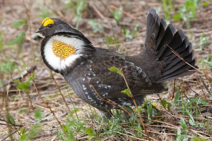 Sooty Grouse