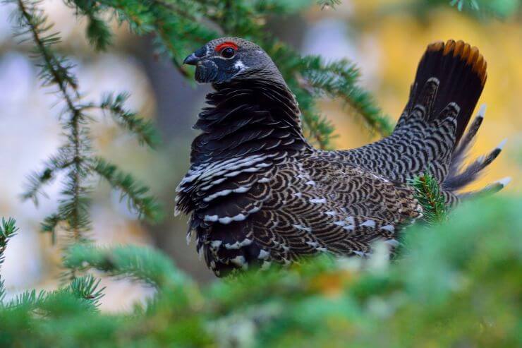 Spruce Grouse