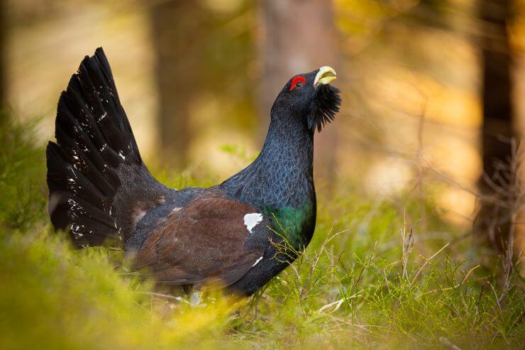 Western Capercaillie