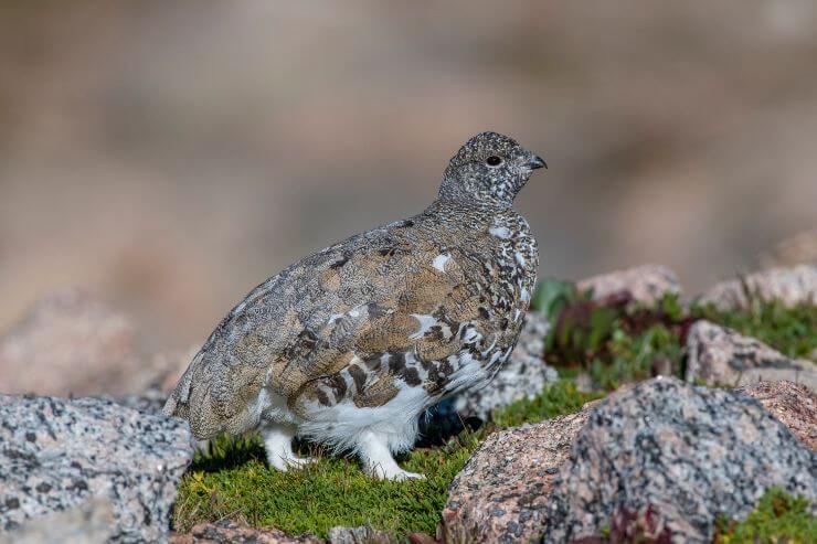White-tailed Ptarmigan