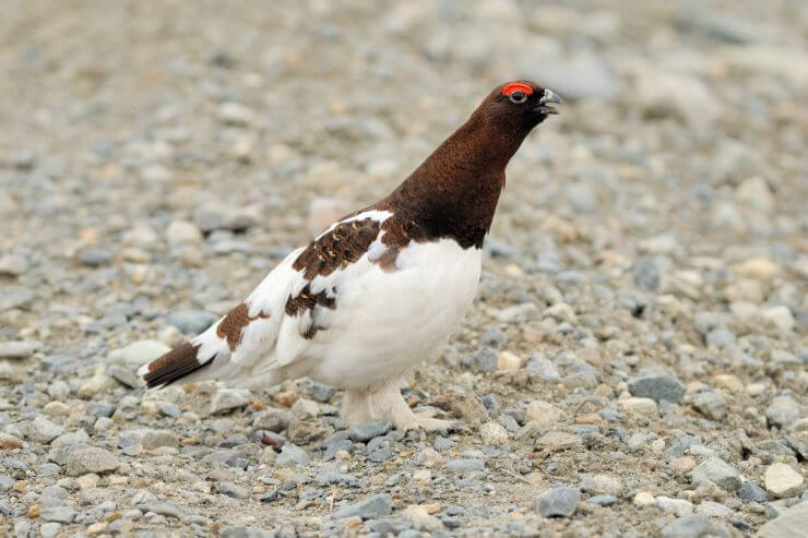 Willow Ptarmigan
