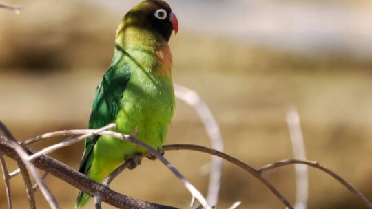 Black-cheeked Lovebird