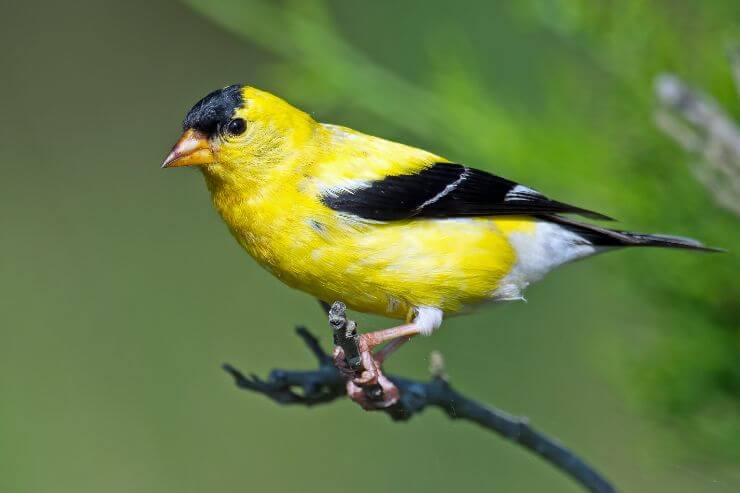 American Goldfinch