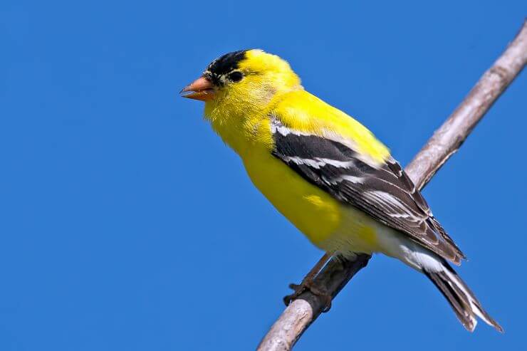 American Goldfinch