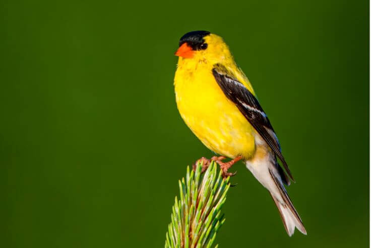 American Goldfinch