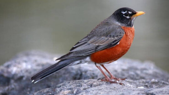 American Robin