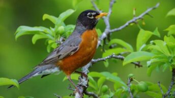 American Robin