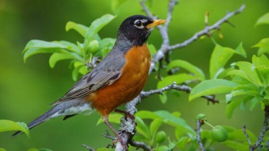 American Robin