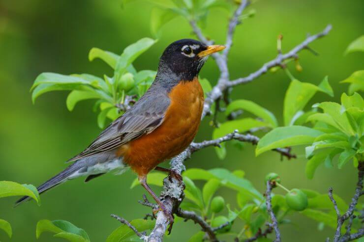 American Robin
