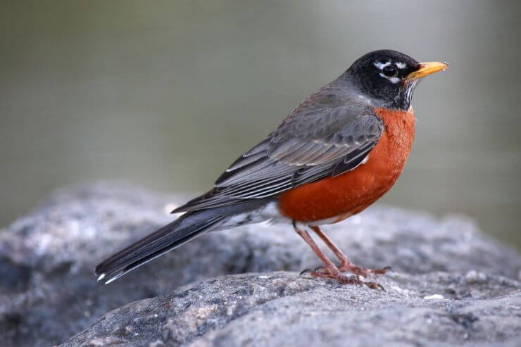 American Robin