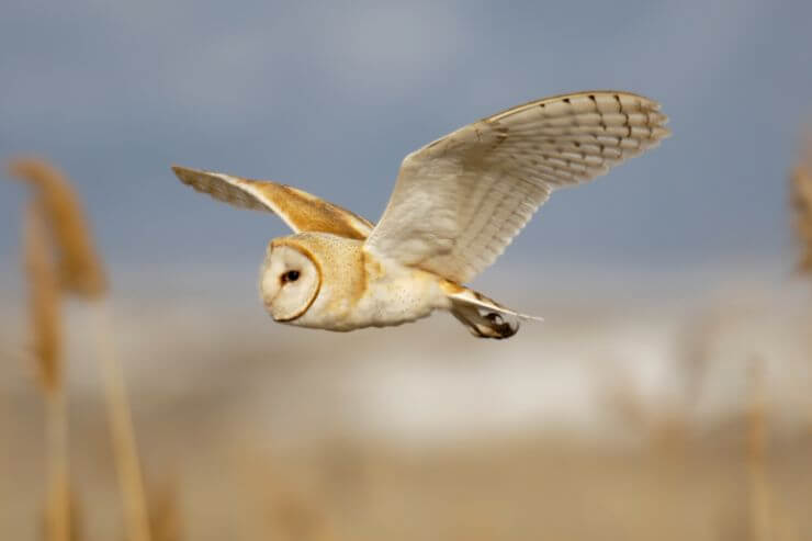 Barn Owl