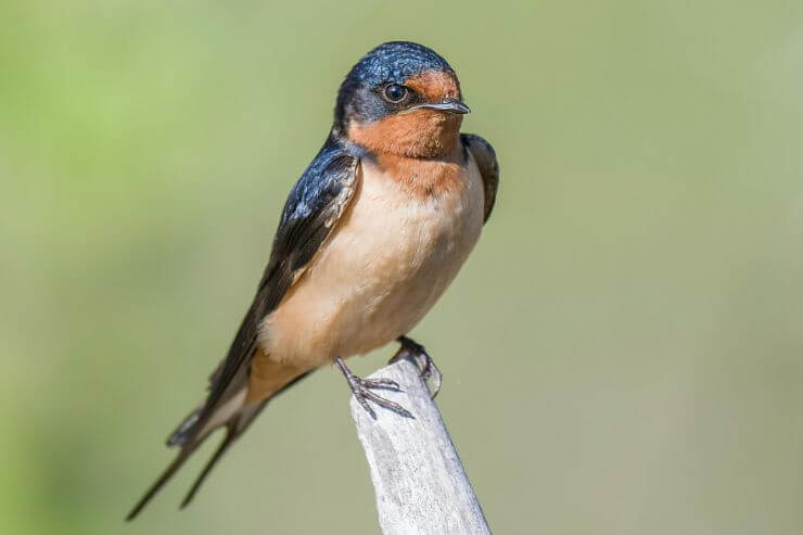 Barn Swallow