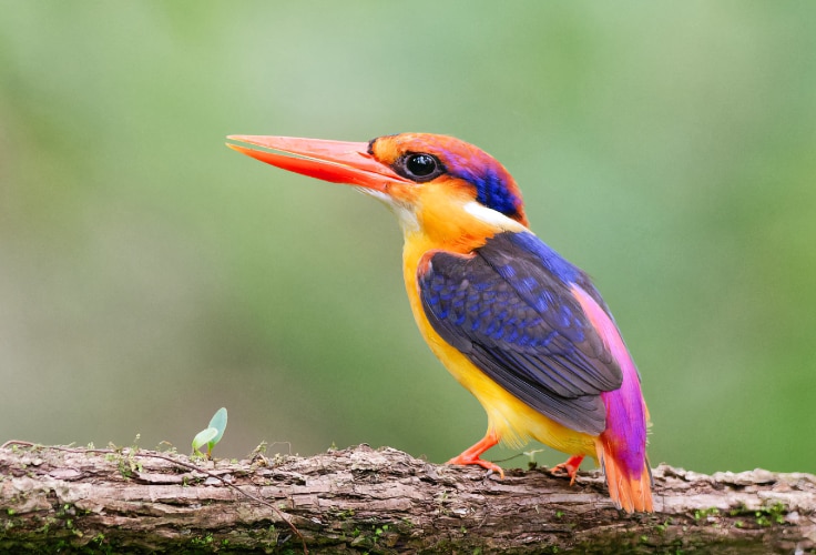 Black-Backed Dwarf Kingfisher (Ceyx erithaca)