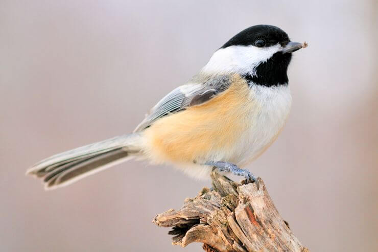 Black-Capped Chickadee