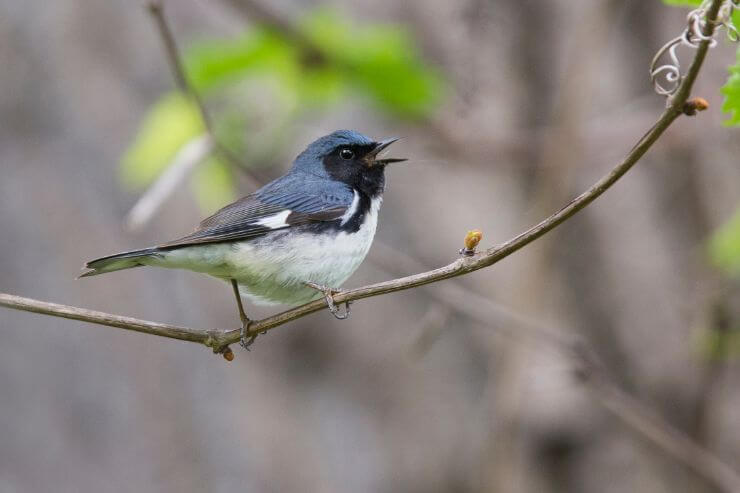 Black-throated Blue Warbler