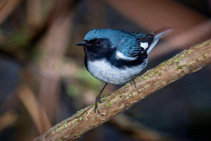 Black-throated Blue Warbler