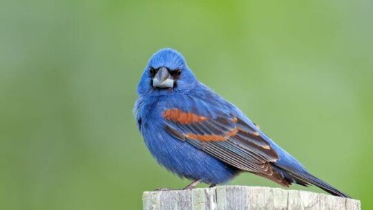Blue Grosbeak